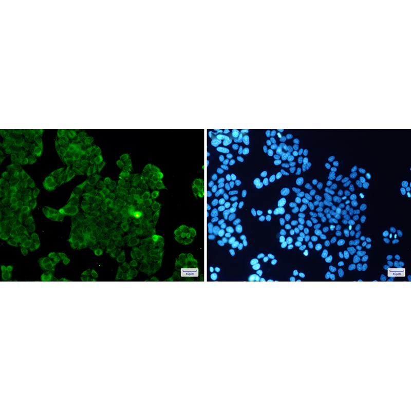 Immunofluorescence of PPP1CB(green) in Hela cells using PPP1CB Rabbit mAb at dilution 1:50, and DAPI(blue)