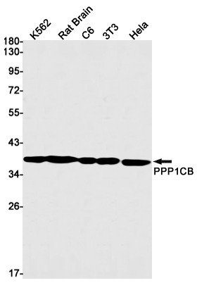 Western blot detection of PPP1CB in K562,Rat Brain,C6,3T3,Hela cell lysates using PPP1CB Rabbit mAb(1:1000 diluted).Predicted band size:37kDa.Observed band size:37kDa.