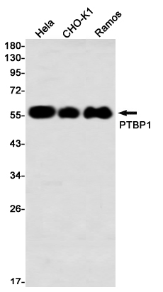 Western blot detection of PTBP1 in Hela,CHO-K1,Ramos using PTBP1 Rabbit mAb(1:1000 diluted)