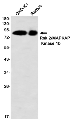 Western blot detection of Rsk 2/MAPKAP Kinase 1b in CHO-K1,Ramos using Rsk 2/MAPKAP Kinase 1b Rabbit mAb(1:1000 diluted)