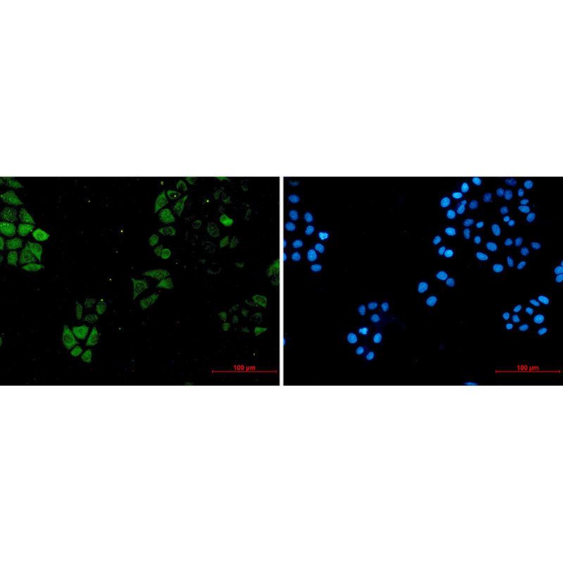 Immunofluorescence of S1A4(green) in hela using S1A4 Rabbit mAb at dilution 1/5, and DAPI(blue)