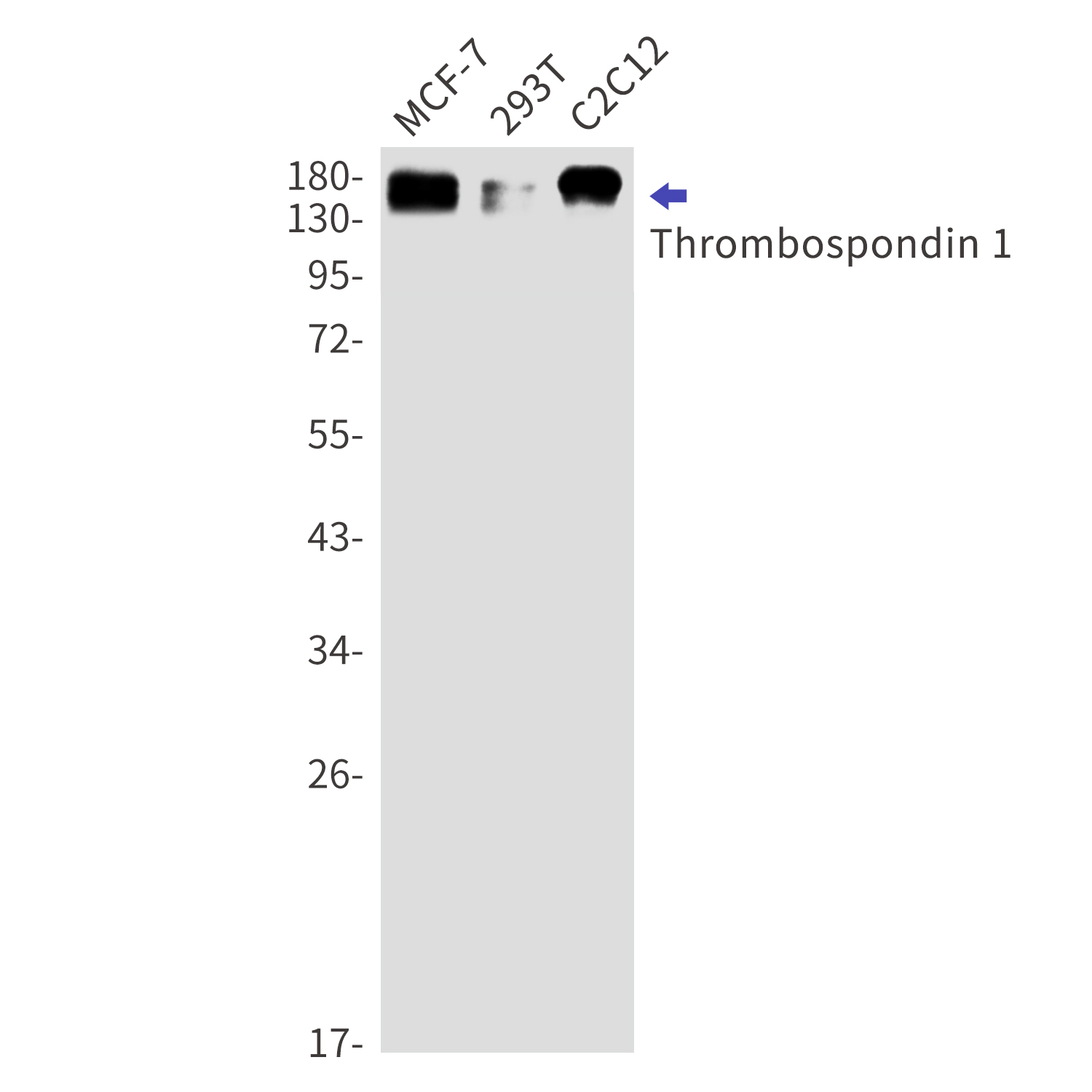 Western blot detection of Thrombospondin 1 in MCF-7,293T,C2C12 cell lysates using Thrombospondin 1 Rabbit mAb(1:1000 diluted).Predicted band size:130kDa.Observed band size:170kDa.