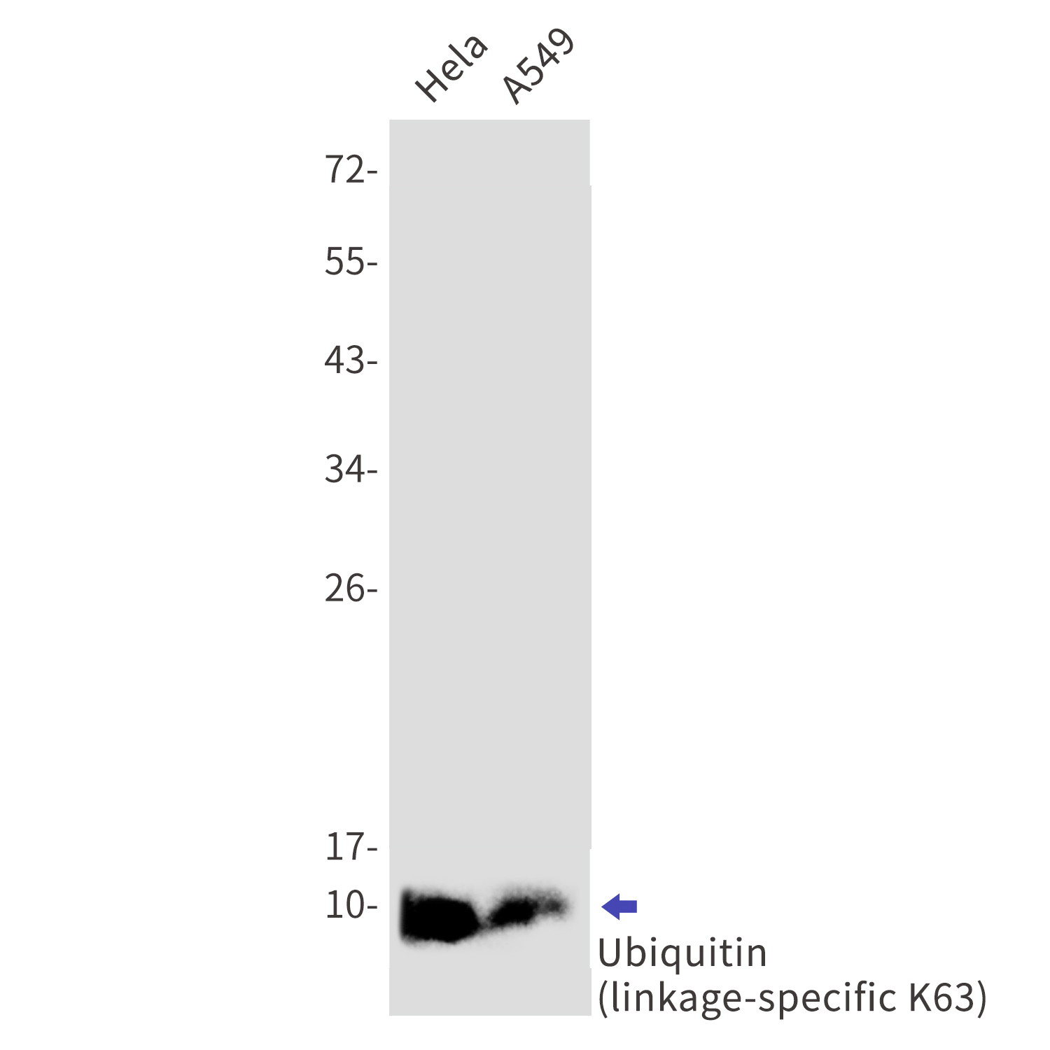Western blot detection of Ubiquitin (linkage-specific K63) in Hela,A549 cell lysates using Ubiquitin (linkage-specific K63) Rabbit mAb(1:1000 diluted).Predicted band size:8kDa.Observed band size:8kDa.