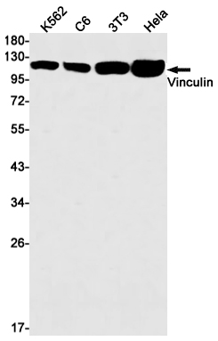 Western blot detection of Vinculin in K562,C6,3T3,Hela cell lysates using Vinculin Rabbit mAb(1:1000 diluted).Predicted band size:124kDa.Observed band size:124kDa.