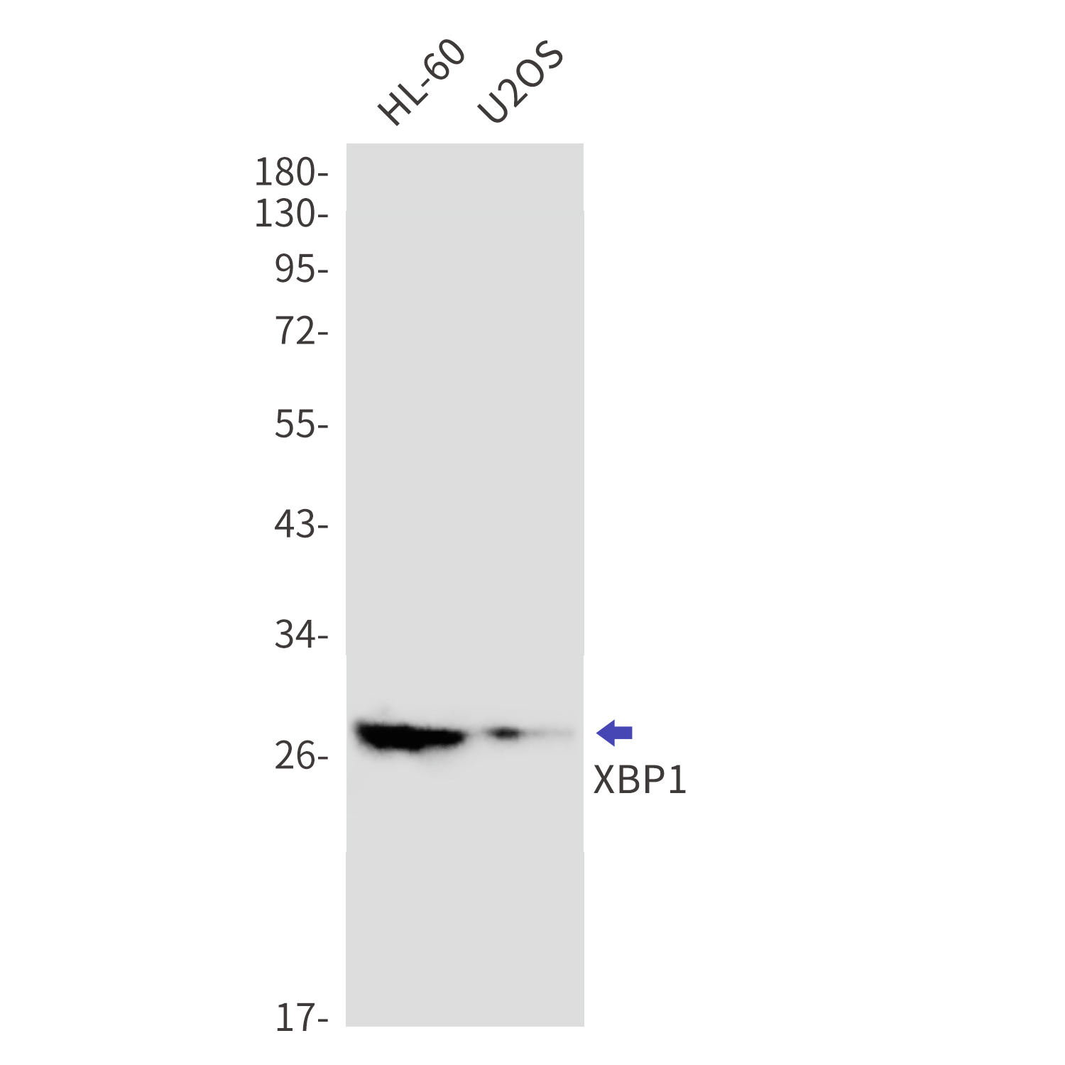 Western blot detection of XBP1 in HL-60,U2OS cell lysates using XBP1 Rabbit mAb(1:1000 diluted).Predicted band size:29kDa.Observed band size:29kDa.