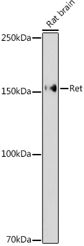 Western blot analysis of extracts of Rat brain using Ret Polyclonal Antibody at 1:1000 dilution.