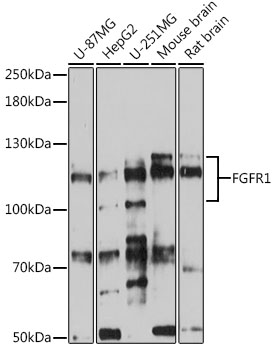 Western blot analysis of extracts of various cell lines using FGFR1 Polyclonal Antibody at 1:500 dilution.