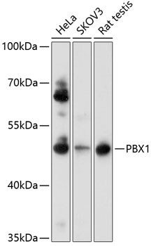 Western blot analysis of extracts of various cell lines using PBX1 Polyclonal Antibody at 1:1000 dilution.