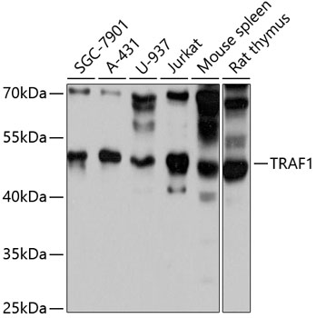 Western blot analysis of extracts of various cell lines using TRAF1 Polyclonal Antibody at 1:3000 dilution.