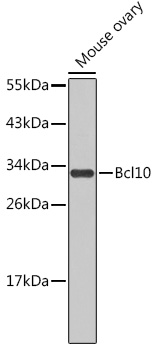 Western blot analysis of extracts of mouse ovary using Bcl10 Polyclonal Antibody