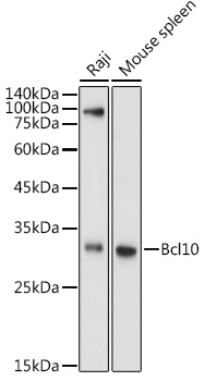 Western blot analysis of extracts of various cell lines using Bcl10 Polyclonal Antibody at 1:1000 dilution.