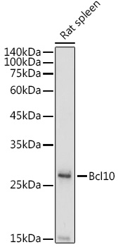 Western blot analysis of extracts of Rat spleen using Bcl10 Polyclonal Antibody at 1:1000 dilution.