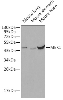 Western blot analysis of extracts of various cell lines using MEK1 Polyclonal Antibody