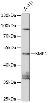 Western blot analysis of extracts of A431 cells using BMP4 Polyclonal Antibody at 1:1000 dilution.