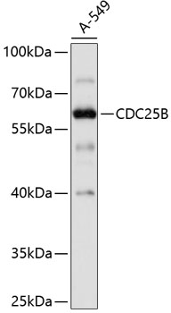 Western blot analysis of extracts of A-549 cells using CDC25B Polyclonal Antibody at 1:1000 dilution.