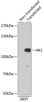 Western blot analysis of extracts of 293T cells using HK1 Polyclonal Antibody