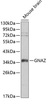 Western blot analysis of extracts of mouse brain using GNAZ Polyclonal Antibody