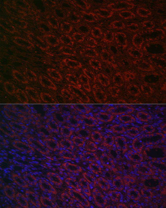 Immunofluorescence analysis of rat kidney cells using BMP7 Polyclonal Antibody at dilution of 1:100 (40x lens). Blue: DAPI for nuclear staining.