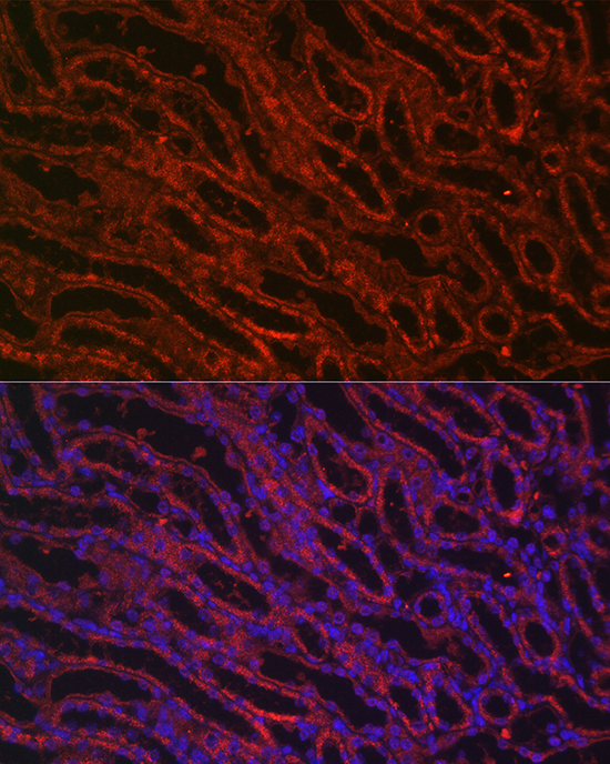 Immunofluorescence analysis of mouse kidney cells using BMP7 Polyclonal Antibody at dilution of 1:100 (40x lens). Blue: DAPI for nuclear staining.