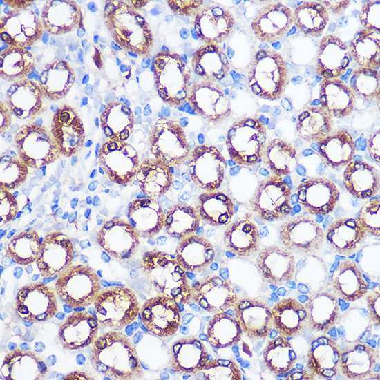 Immunohistochemistry of paraffin-embedded mouse kidney using BMP7 Polyclonal Antibody at dilution of 1:100 (40x lens).Perform microwave antigen retrieval with 10 mM PBS buffer pH 7.2 before commencing with IHC staining protocol.