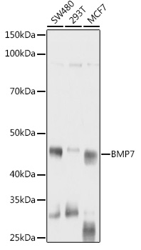 Western blot analysis of extracts of various cell lines using BMP7 Polyclonal Antibody at 1:1000 dilution.