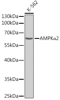 Western blot analysis of extracts of K-562 cells using AMPKα2 Polyclonal Antibody