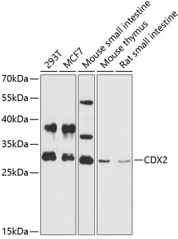 Western blot analysis of extracts of various cell lines using CDX2 Polyclonal Antibody at 1:3000 dilution.