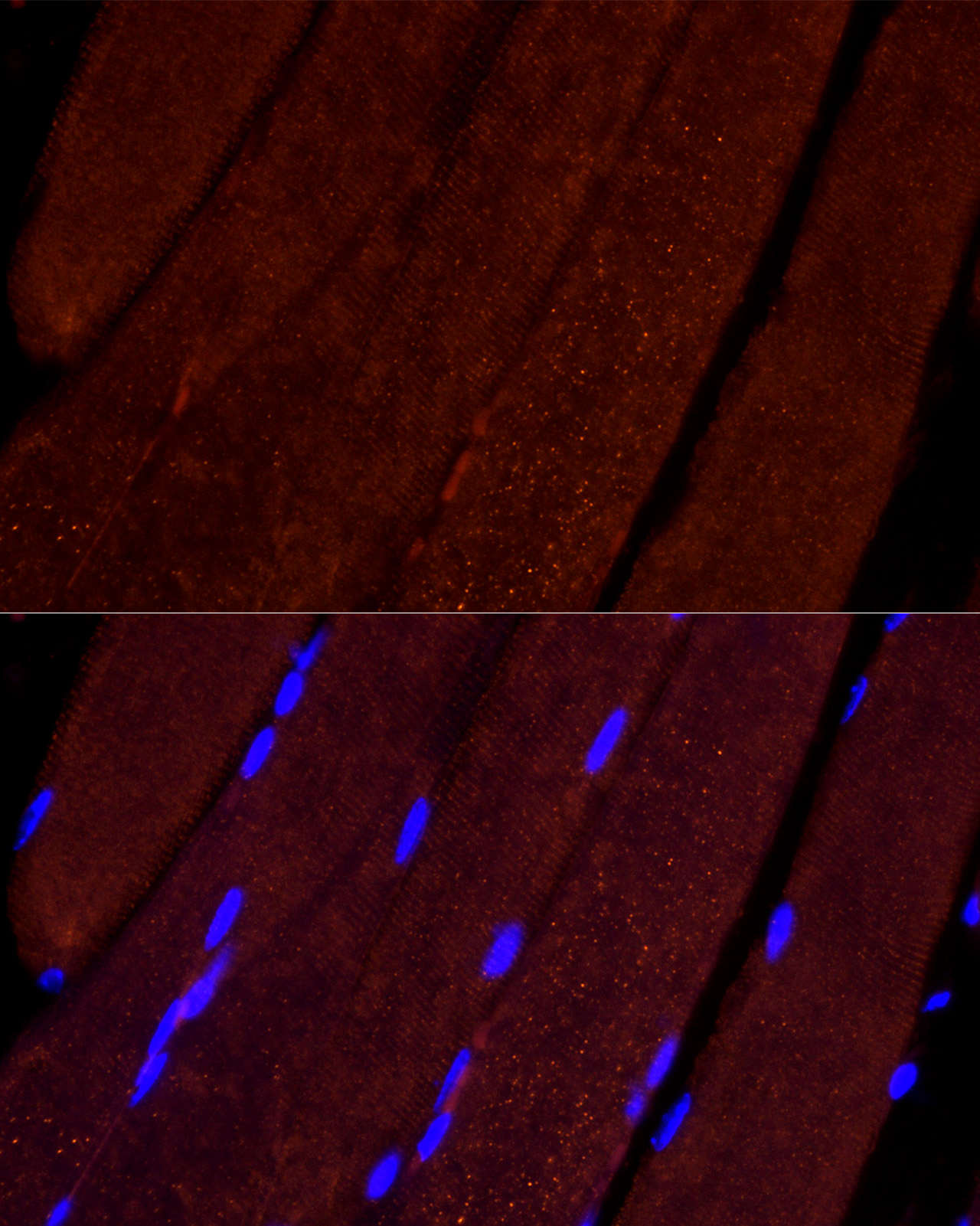 Immunofluorescence analysis of Mouse skeletal muscle cells using AIF Polyclonal Antibody at dilution of 1:100 (40x lens). Blue: DAPI for nuclear staining.