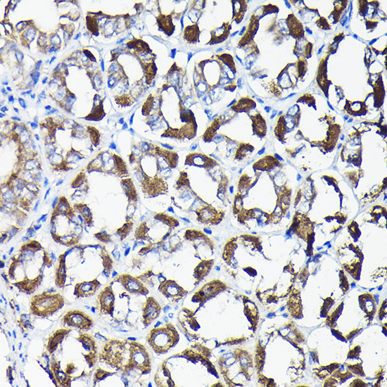 Immunohistochemistry of paraffin-embedded mouse stomach using [KO Validated] AIF Polyclonal Antibody at dilution of 1:50 (40x lens).Perform high pressure antigen retrieval with 10 mM citrate buffer pH 6.0 before commencing with IHC staining protocol.