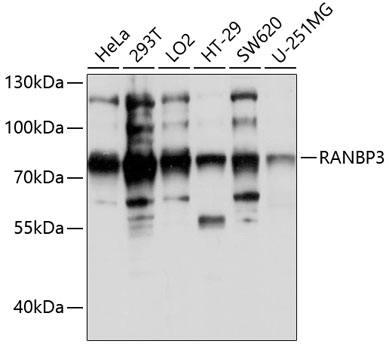 Western blot analysis of extracts of various cell lines using RANBP3 Polyclonal Antibody at 1:1000 dilution.