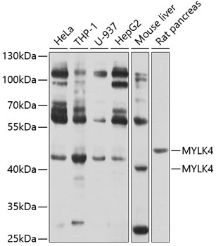 Western blot analysis of extracts of various cell lines using MYLK4 Polyclonal Antibody at 1:1000 dilution.