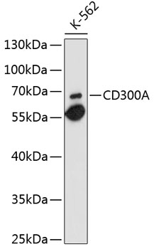 Western blot analysis of extracts of K-562 cells using CD300A Polyclonal Antibody at 1:1000 dilution.