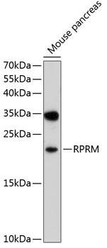 Western blot analysis of extracts of mouse pancreas using RPRM Polyclonal Antibody at 1:1000 dilution.