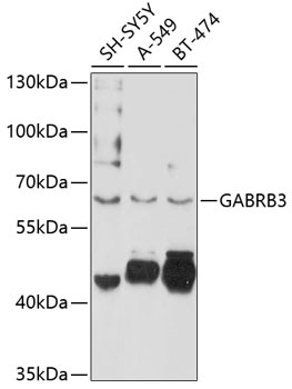 Western blot analysis of extracts of various cell lines using GABRB3 Polyclonal Antibody at 1:1000 dilution.