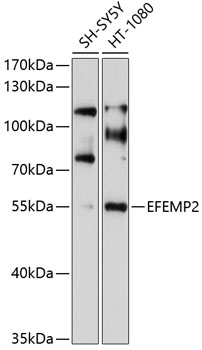 Western blot analysis of extracts of various cell lines using EFEMP2 Polyclonal Antibody at 1:1000 dilution.