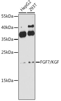 Western blot analysis of extracts of various cell lines using FGF7/KGF Polyclonal Antibody at 1:1000 dilution.