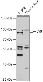 Western blot analysis of extracts of various cell lines using LY9 Polyclonal Antibody at 1:1000 dilution.