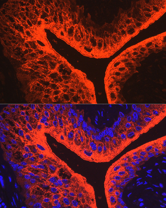 Immunofluorescence analysis of mouse bladder using UPK3A Polyclonal Antibody at dilution of 1:100 (40x lens). Blue: DAPI for nuclear staining.