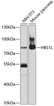 Western blot analysis of extracts of various cell lines using HBS1L Polyclonal Antibody at 1:1000 dilution.