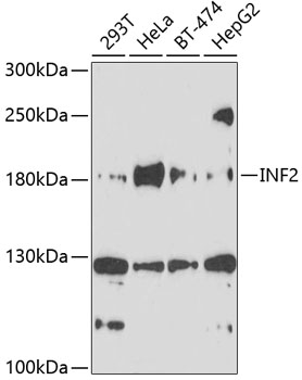 Western blot analysis of extracts of various cell lines using INF2 Polyclonal Antibody at 1:1000 dilution.