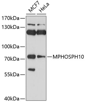 Western blot analysis of extracts of various cell lines using MPHOSPH10 Polyclonal Antibody at 1:1000 dilution.