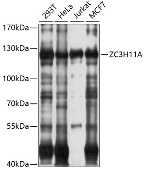 Western blot analysis of extracts of various cell lines using ZC3H11A Polyclonal Antibody at 1:1000 dilution.