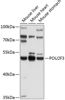 Western blot analysis of extracts of various cell lines using POU2F3 Polyclonal Antibody at 1:1000 dilution.