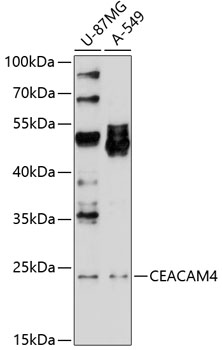 Western blot analysis of extracts of various cell lines using CEACAM4 Polyclonal Antibody at 1:1000 dilution.