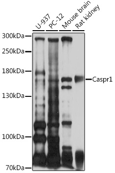 Western blot analysis of extracts of various cell lines using Caspr1 Polyclonal Antibody at 1:1000 dilution.