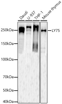 Western blot analysis of various lysates using LY75 Polyclonal Antibody at 1:1000 dilution.