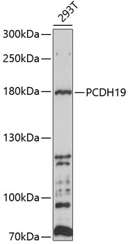 Western blot analysis of extracts of 293T cells using PCDH19 Polyclonal Antibody at 1:1000 dilution.