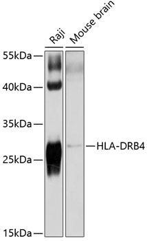 Western blot analysis of extracts of various cell lines using HLA-DRB4 Polyclonal Antibody at 1:1000 dilution.