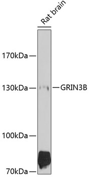 Western blot analysis of extracts of rat brain using GRIN3B Polyclonal Antibody at 1:1000 dilution.