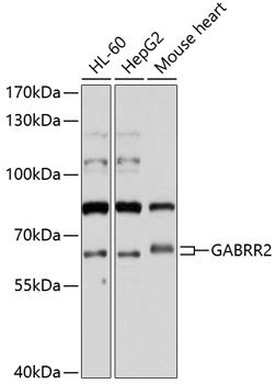 Western blot analysis of extracts of various cell lines using GABRR2 Polyclonal Antibody at 1:1000 dilution.